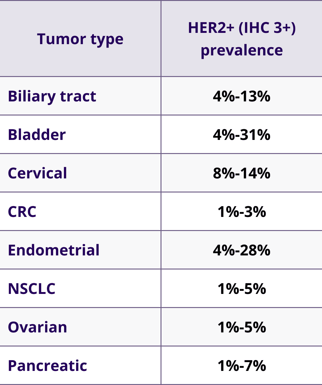 HER2+ (IHC 3+) prevalence by tumor type (biliary tract=4%-13%; bladder=4%-31%; cervical=8%-14%; CRC=1%-3%; endometrial=4%-28%; NSCLC=1%-5%; ovarian=1%-5%; pancreatic=1%-7%)
