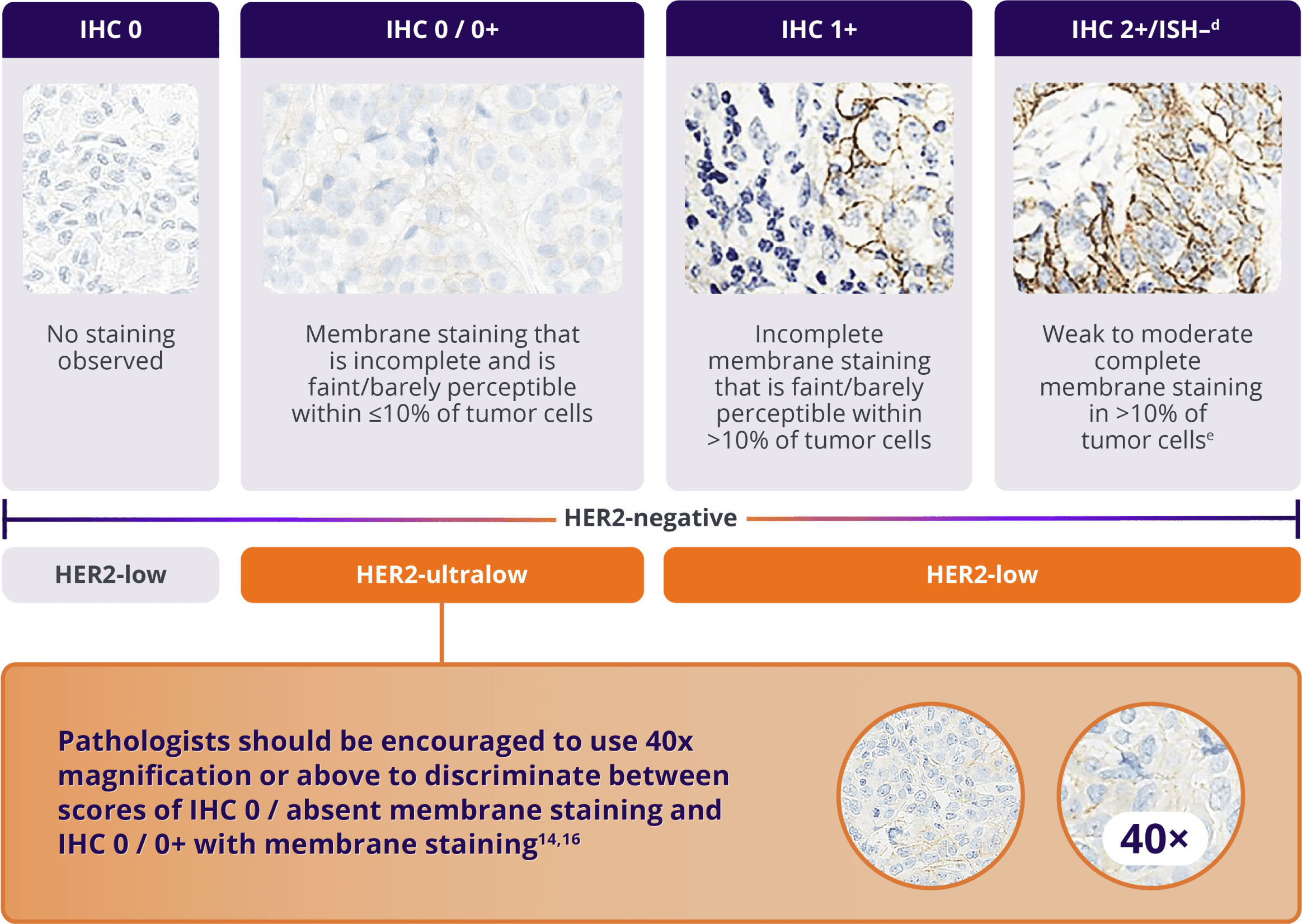 Pathologists should be encouraged to use 40 times magnification or above to discriminate between scores of IHC 0 / absent membrane staining and IHC 0 / 0+ with membrane staining